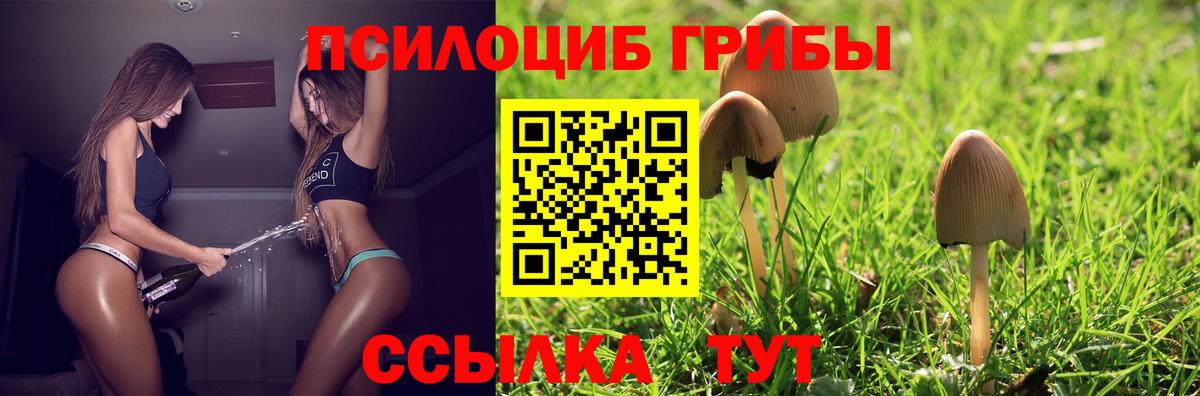 Псилоцибиновые грибы Psilocybe Сыктывкар